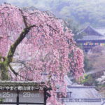 奈良写真絵巻2025   6/25～6/29(日）