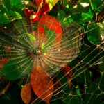 25-11月　倶楽部員作品　