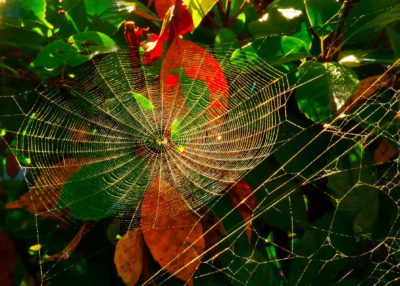 25-11月　倶楽部員作品　