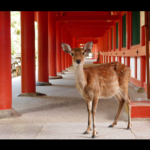 月間展示ギャラリー