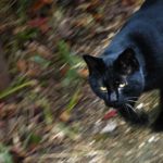 2026-1月　月選出作品（講師・選）